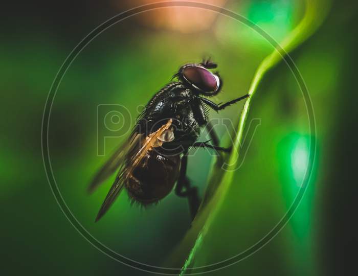 Housefly Enjoying Its Meal