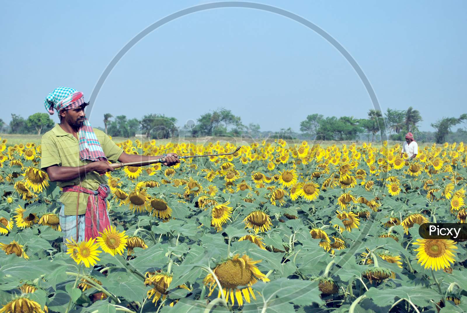 sun flower farmer