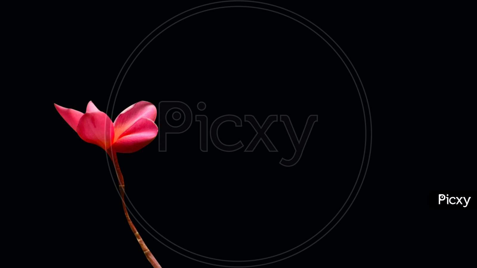 Beautiful Pink Color Flower Isolated On Black Background
