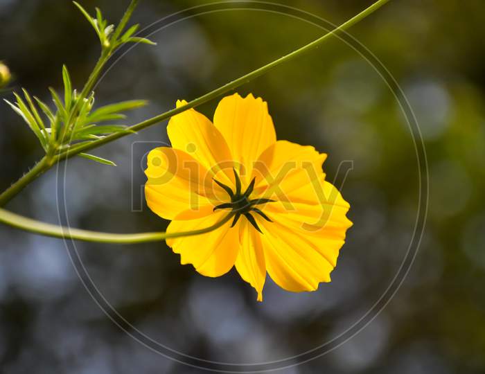 yellow flower with green background