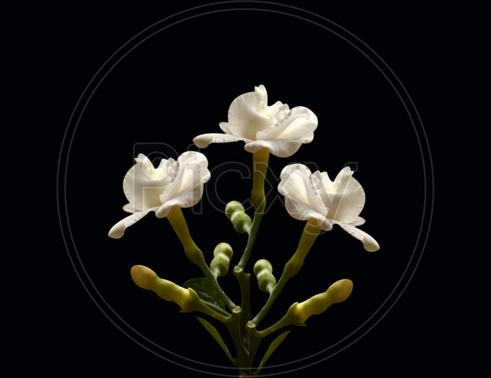 Beautiful Three Flowers And Buds Isolated On Black Background