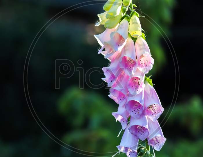 Beautiful Digitalis Flower Close Up In White And Purple Color