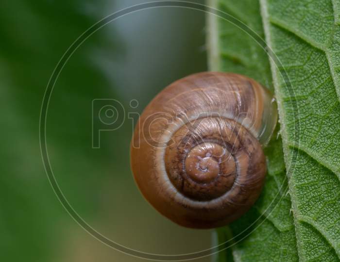 Close-Up Of Roman Snail Shell On The Back Of The Leaf.
