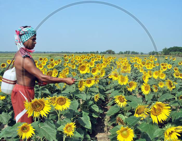 sunflower farmer