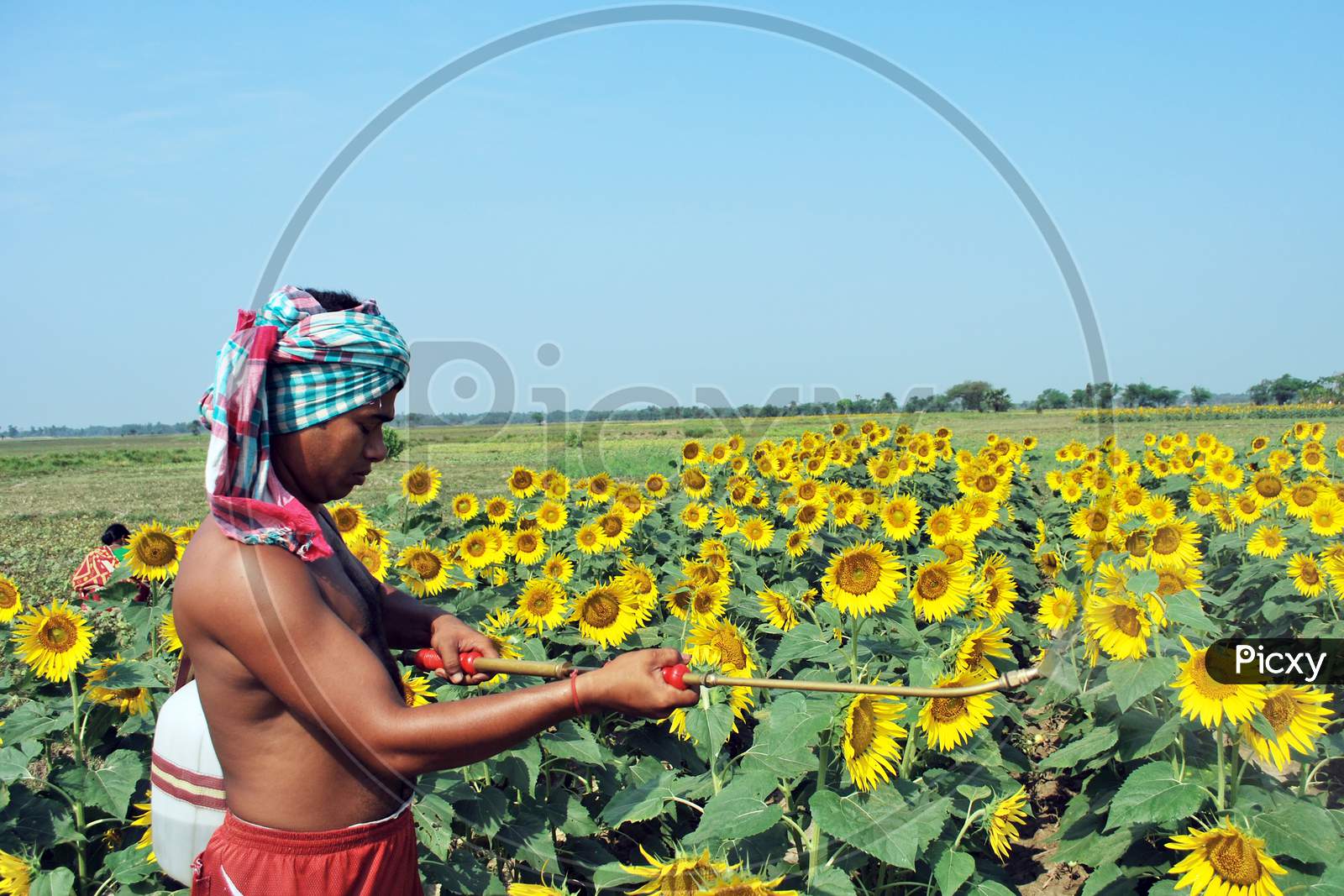 at sunflower field
