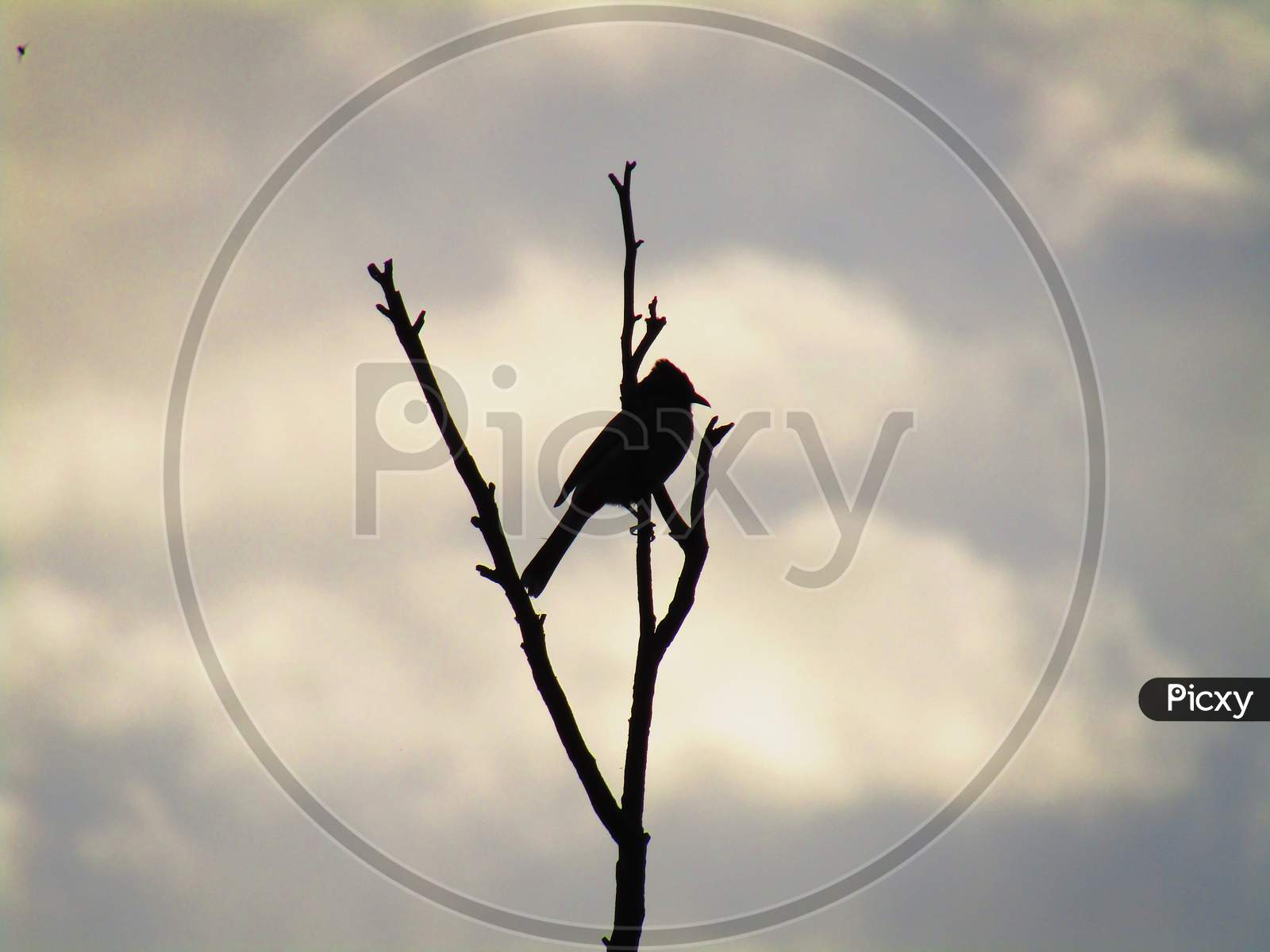 Silhouette red-whiskered bulbul bird (Pycnonotus jocosus), or crested bulbul sitting on the tree