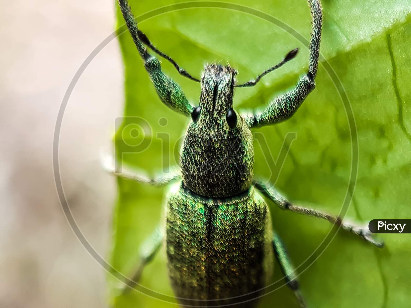 An Insect Is Sitting In The Garden On Green Leaves And Its Skin Color Is Green And Reflecting Sunlight.