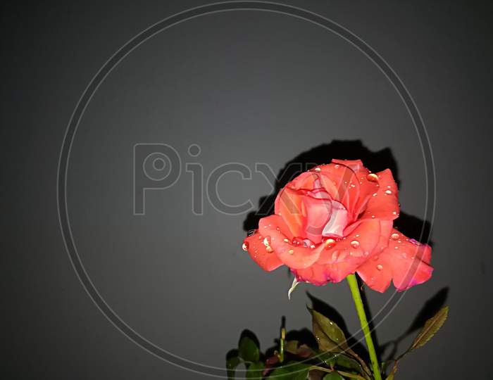 Beautiful Orange Rose