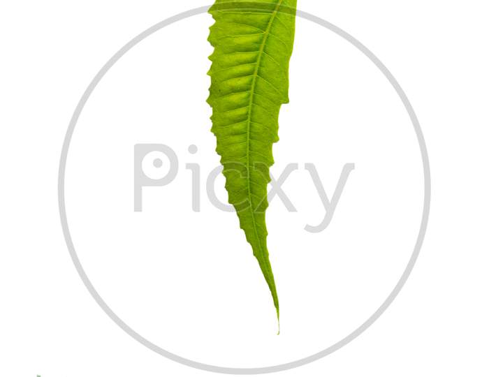 Neem Leaf On White Background