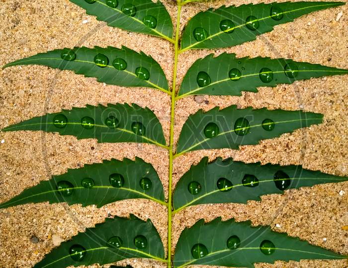 Water Droplets On All The Neem Leaves On The Background Of Sand