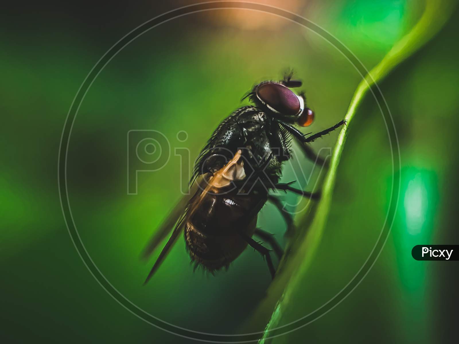 House fly and her meal