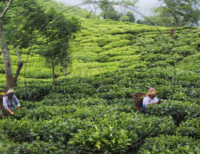 Two Local Women Working In A Tea Valley