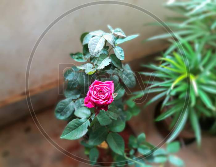 Beautiful Pink Rose
