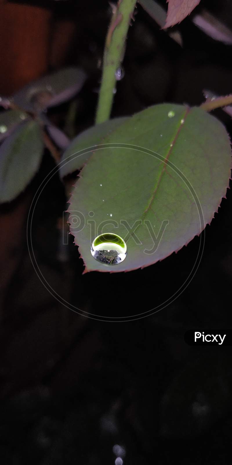 A drop on leaf