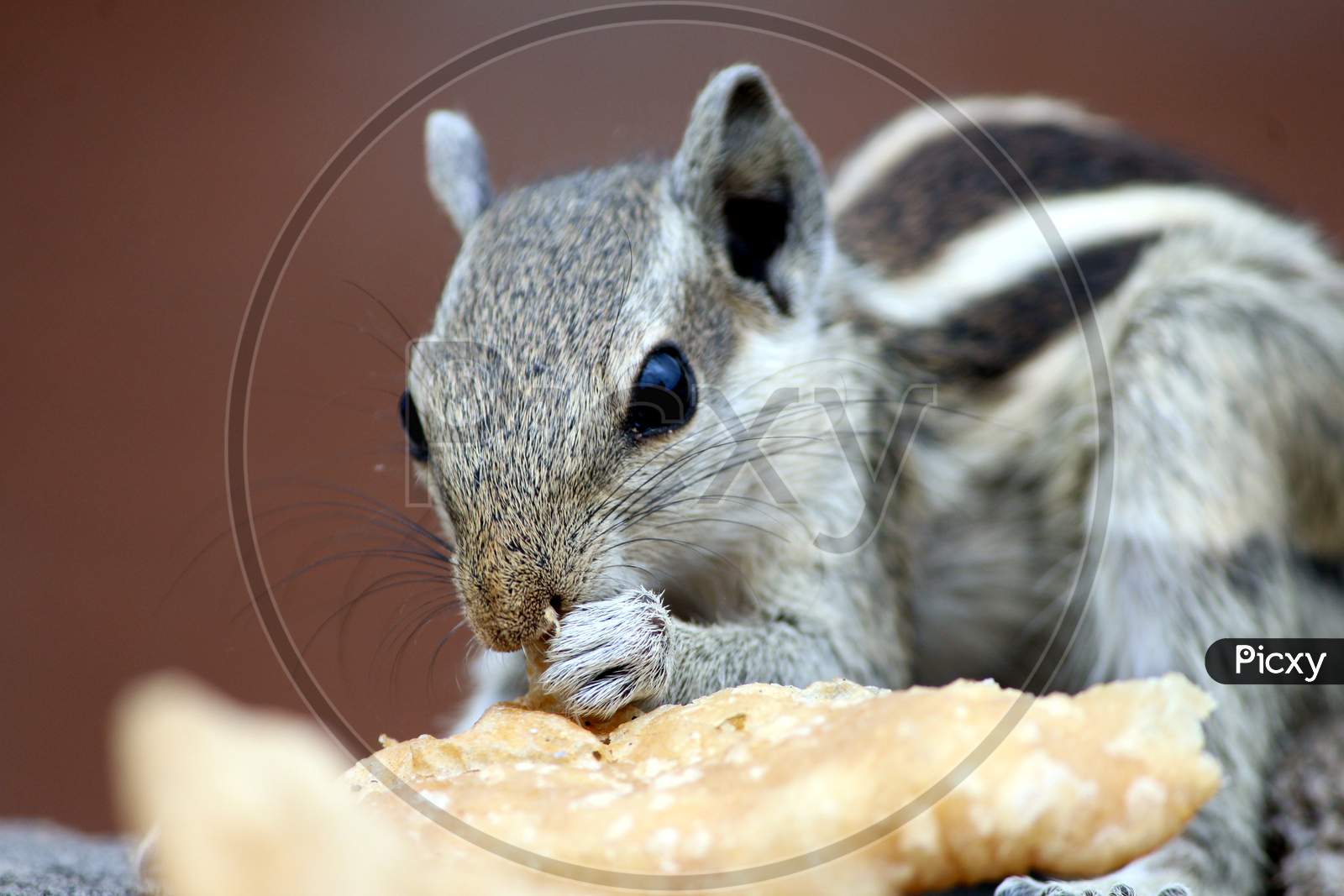 a squirrel eating food