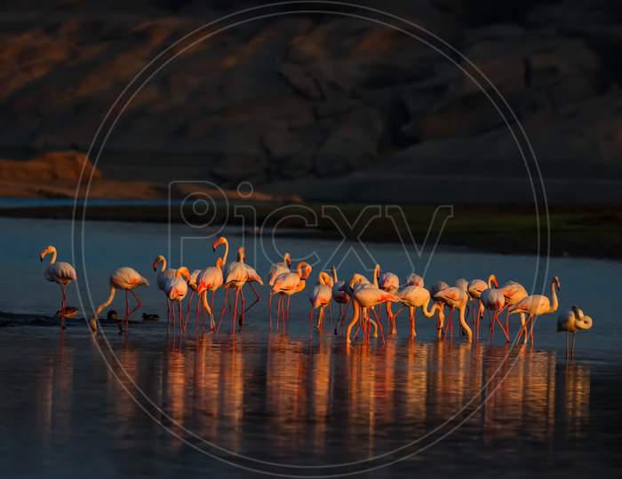 A group of lesser flamingos bathing their beautiful pink colour