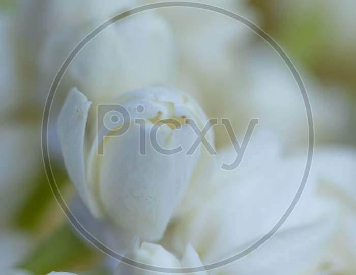 White Jasmine , Flower Background