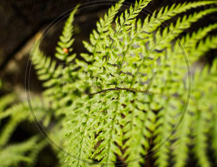 A Green Plant Branch With Nice Blurry Background