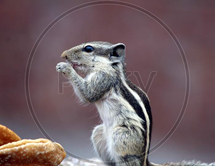 a squirrel eating their food