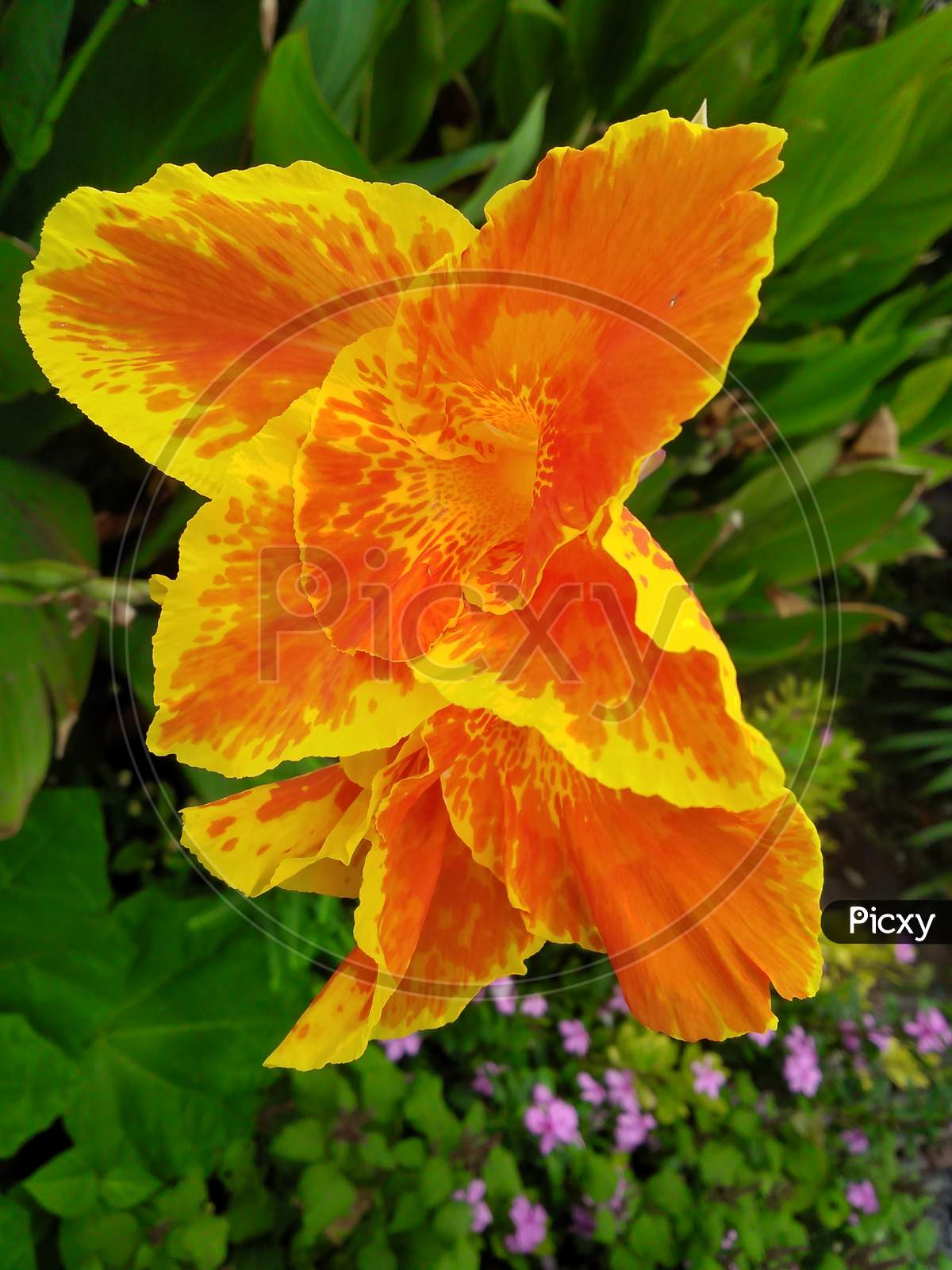 Orange flower and nature