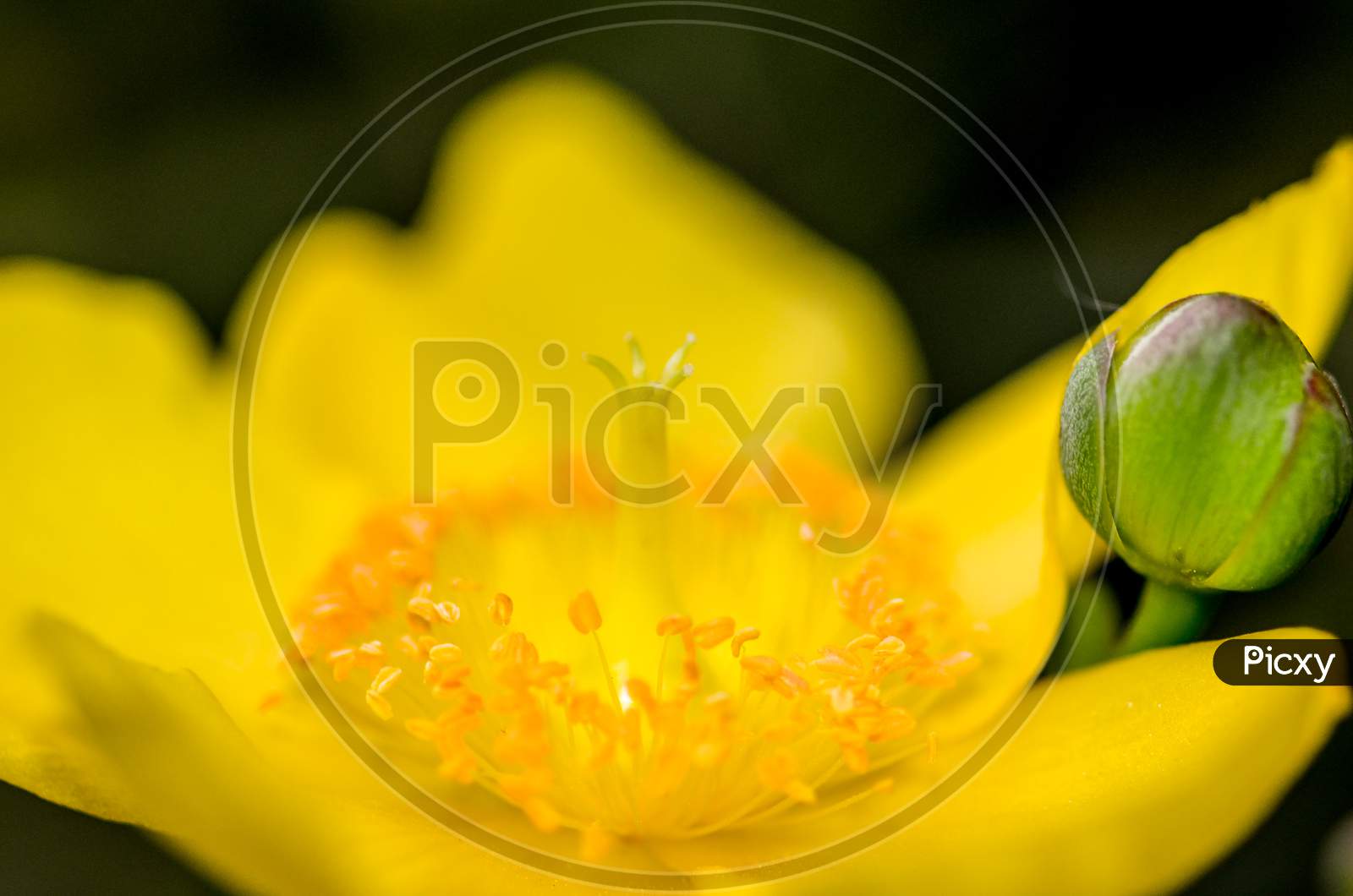 yellow flower with pollen
