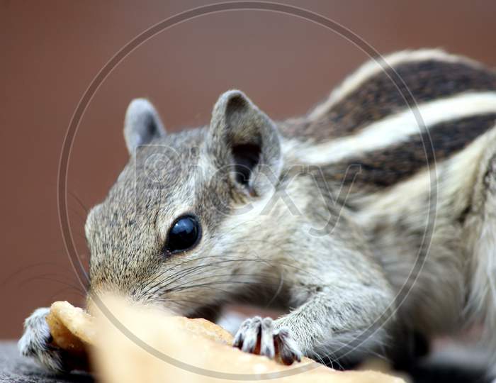 a squirrel eating their food
