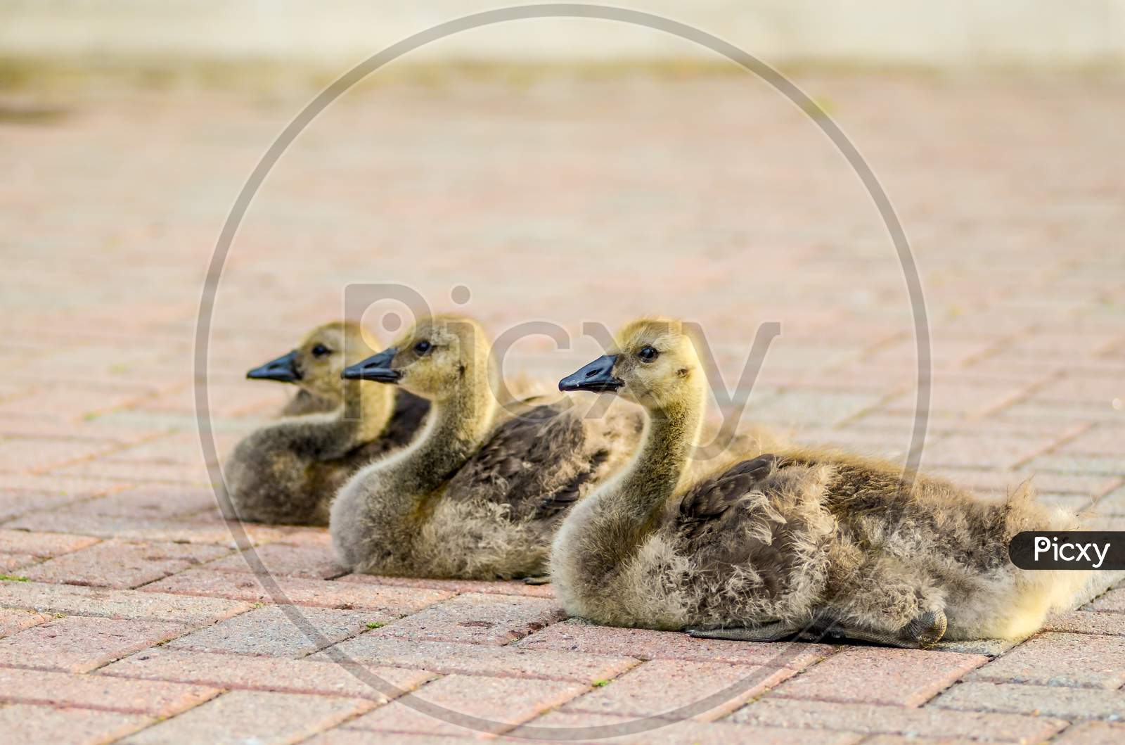 Three baby ducks sitting on a floor