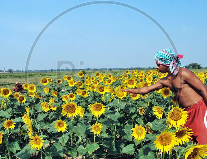 rural sunflower field at west bengal