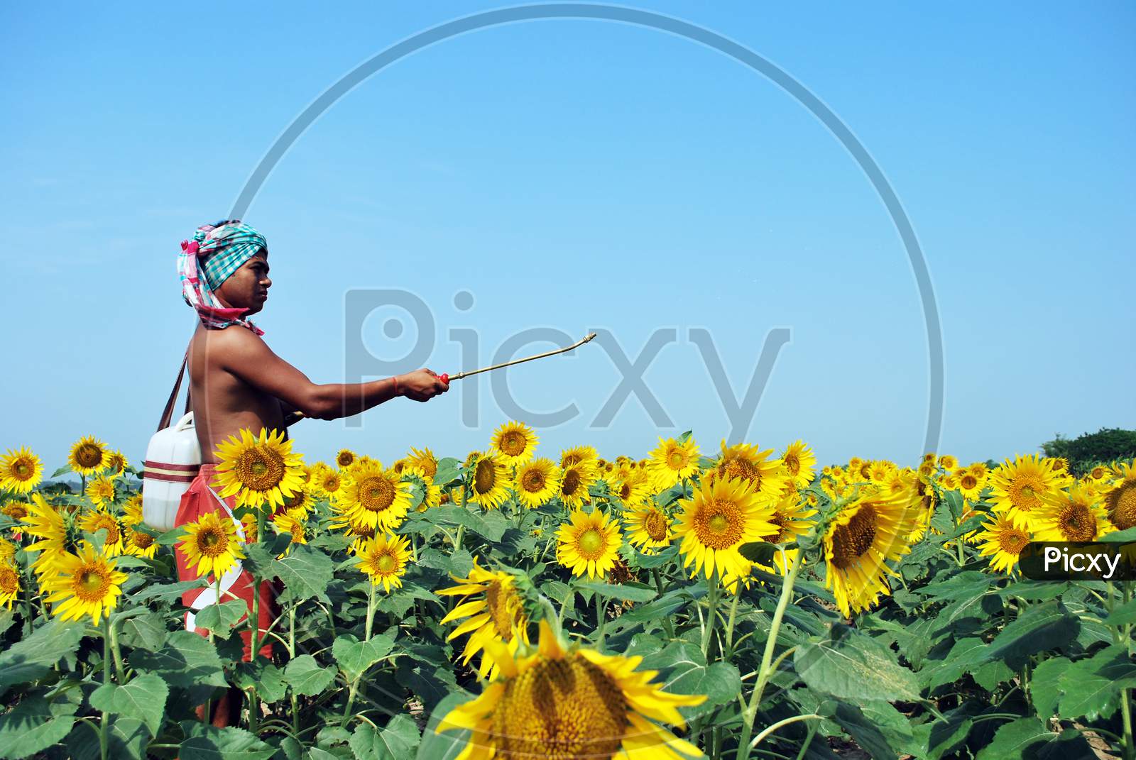 flower farmer spraying pesticide