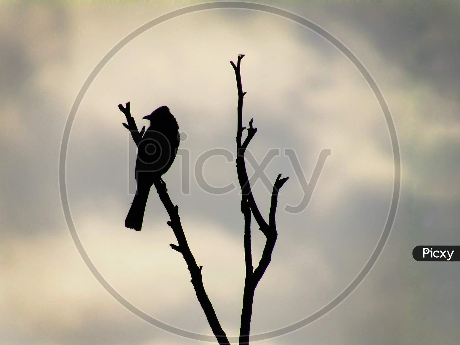 Silhouette red-whiskered bulbul bird (Pycnonotus jocosus), or crested bulbul sitting on the tree