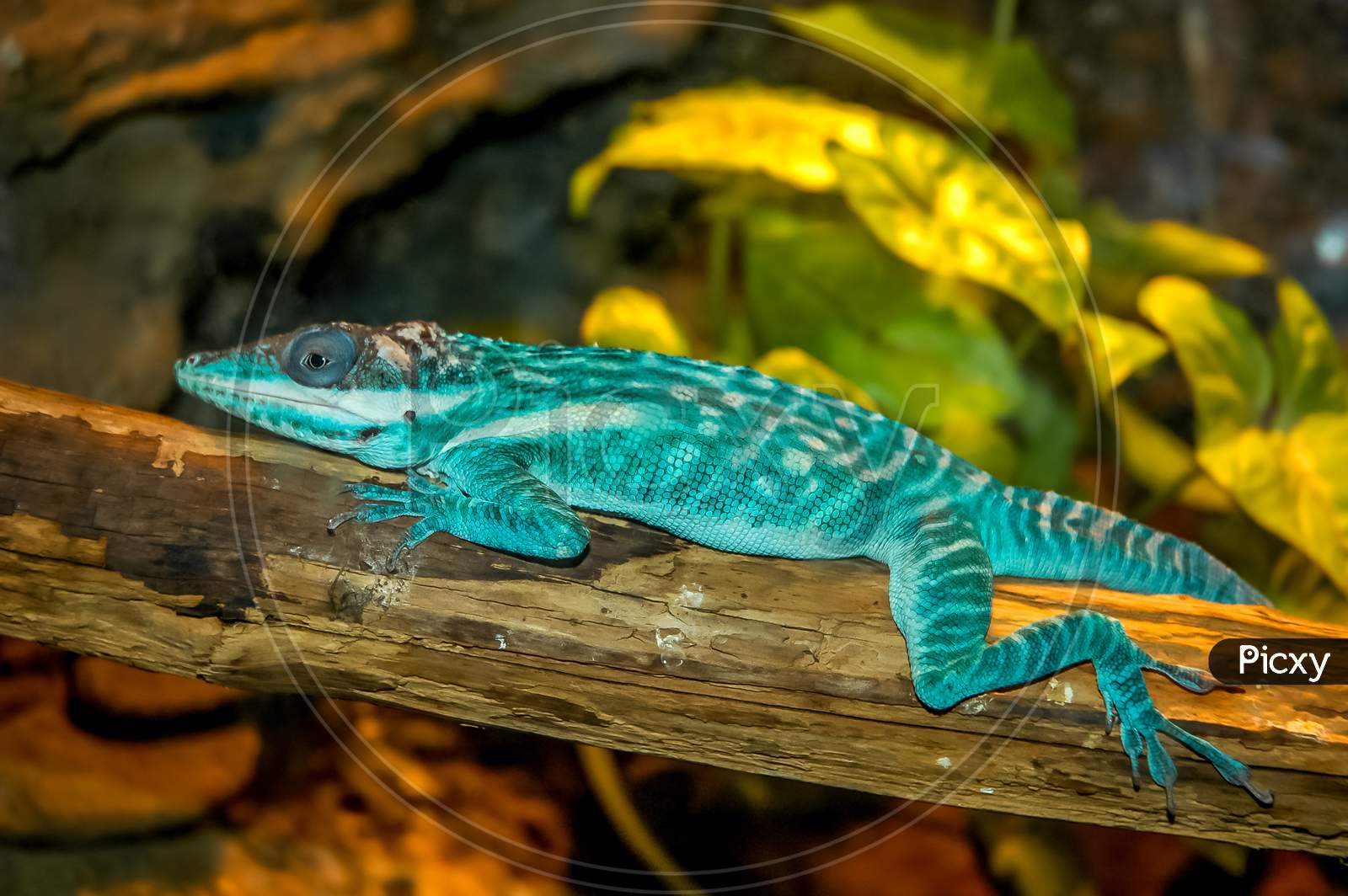blue lizard on a branch with green background