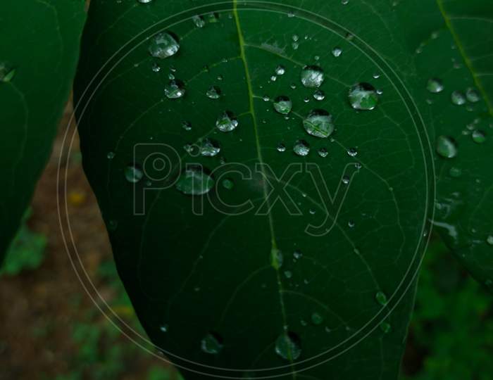 Water droplets on leaves. Water drops on leaf. Water drops on green leaf.