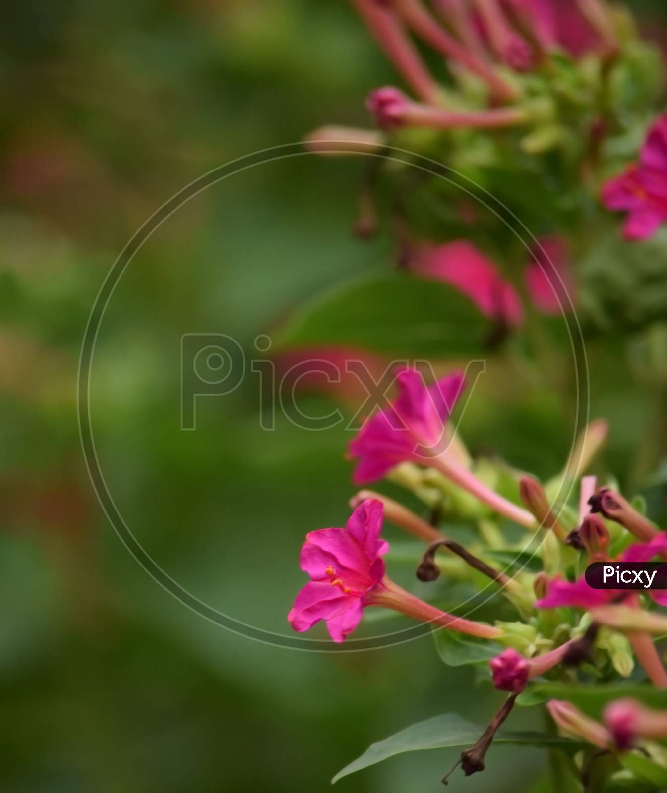 pink flower at outdoor with blurred background, side view