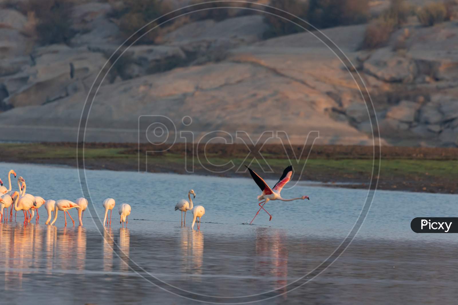 A lesser flamingo running in water