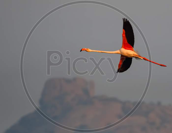 A lesser flamingo in flight with its complete wing span open