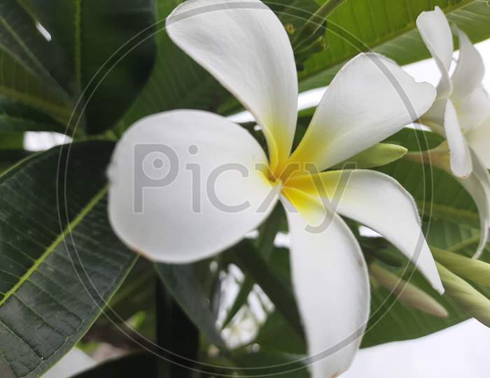 White flower and leaf