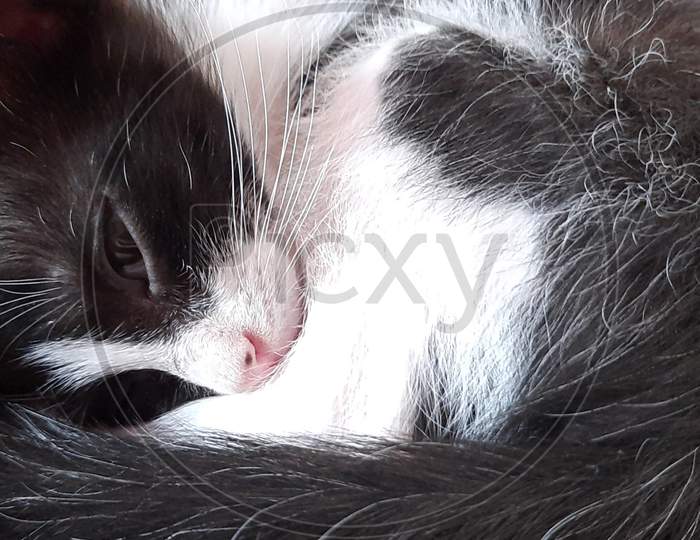 Black and white kitten sleeping with open eyes