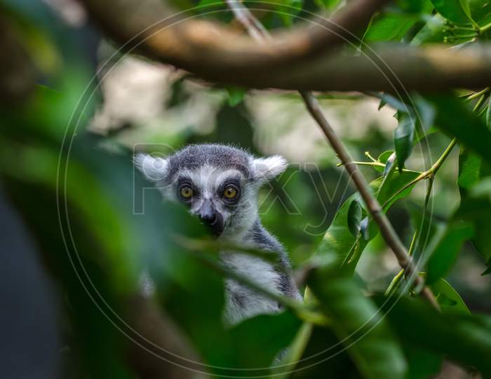 Lemur behind trees