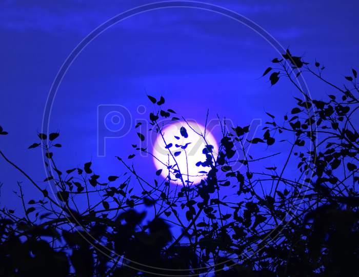Beautiful Moon, Sky In Blue Color With Silhouette Branch Of Tree