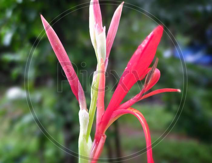 Red coloured birds of paradise flower buds