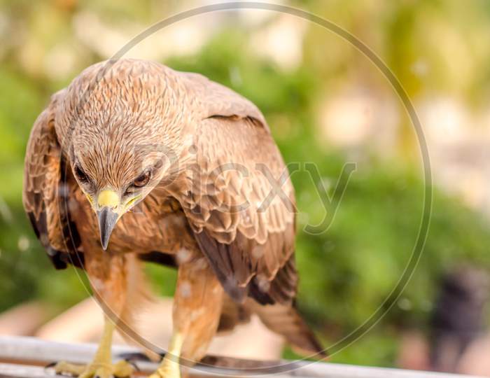Indian brown eagle with green background