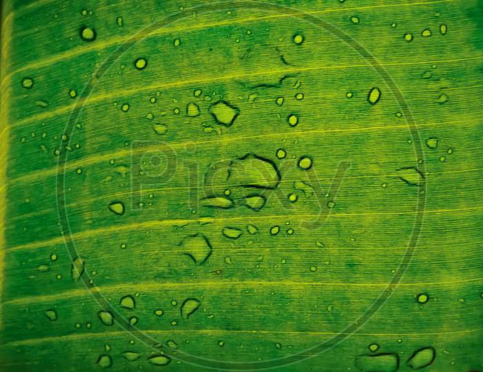 Water droplets on banana leaf texture. Water drops on leaf. Water drops on banana leaf.