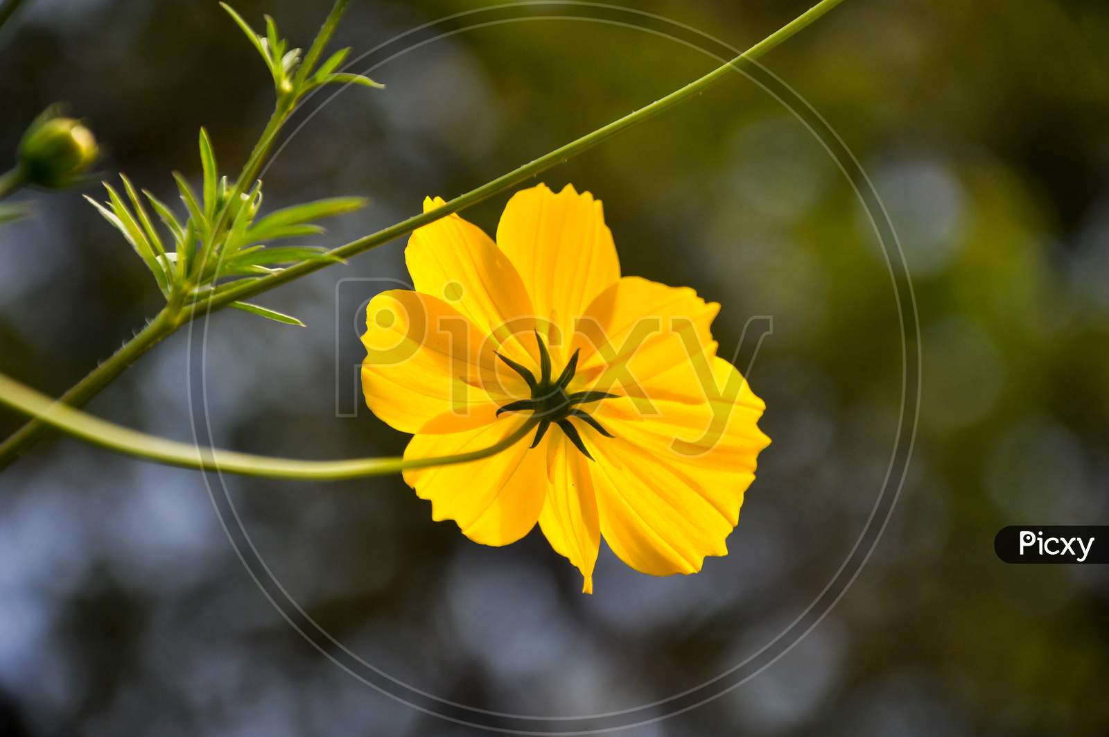 yellow flower with green background