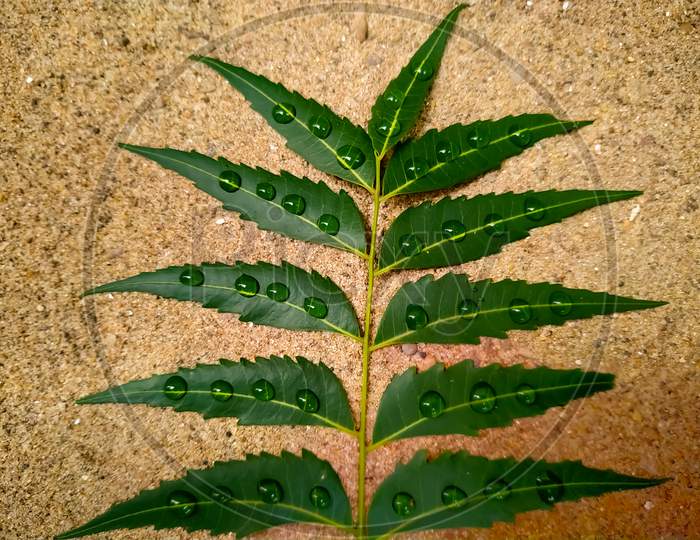 Drops Of Water On Neem Leaves On A Gray Background