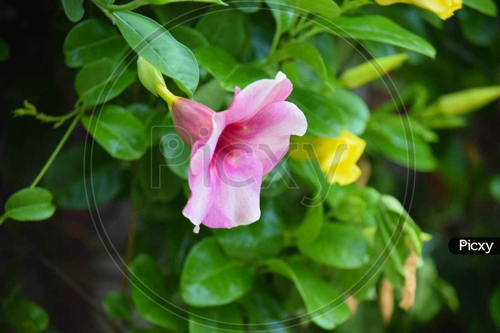Beautiful Pink Color Flower At Outdoor, Blurred Background, Green
