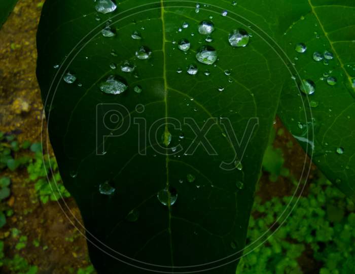 Water droplets on leaves. Water drops on leaf. Water drops on green leaf.