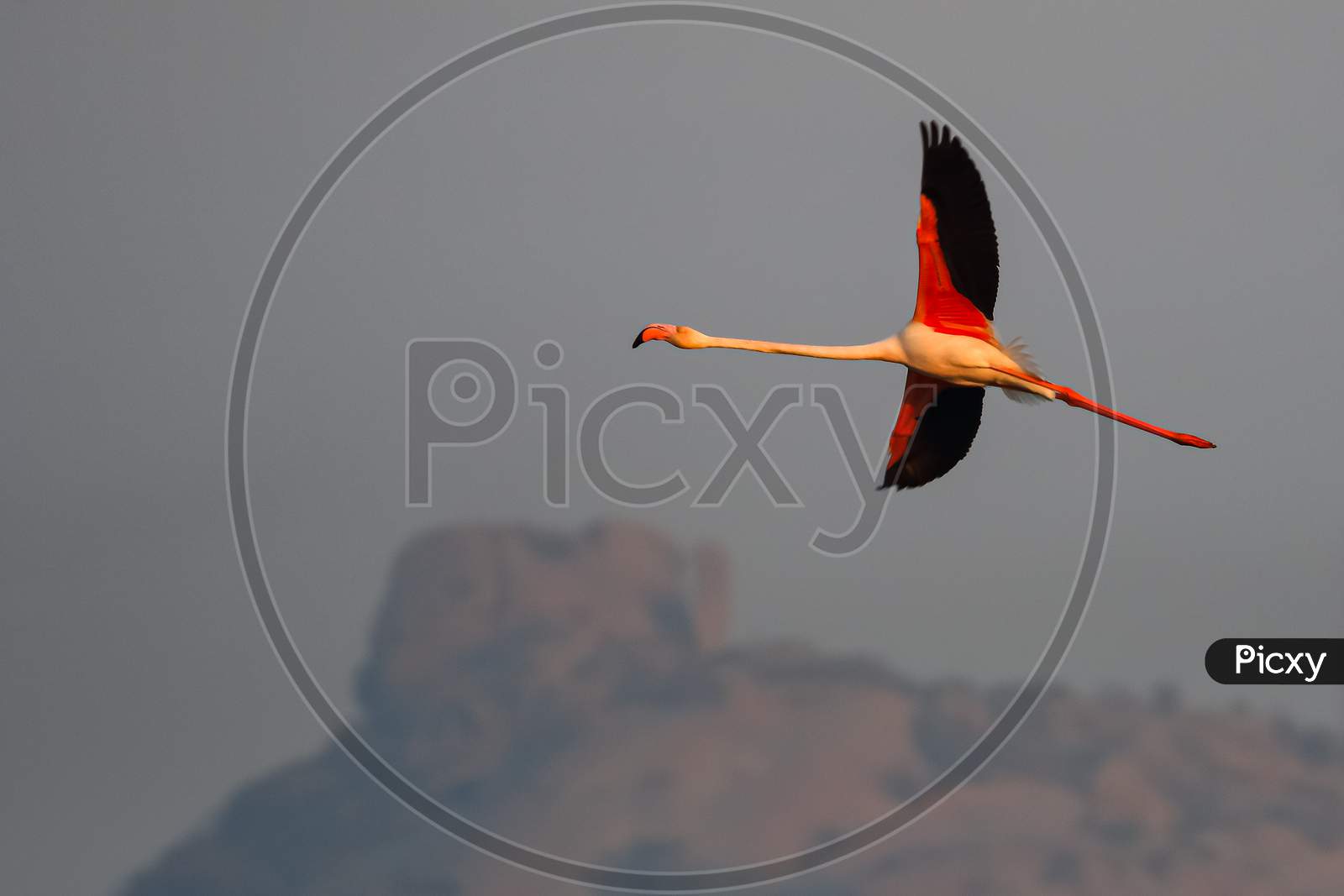 A lesser flamingo in flight with its complete wing span open