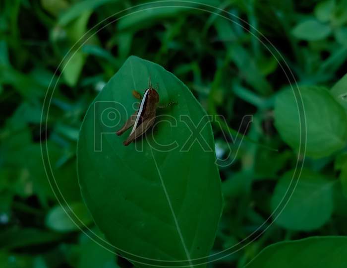 Insect on leaf with background blurr. Insect on plant. Insect on weed plant.