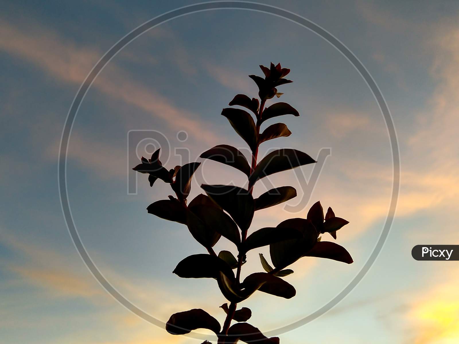Lagerstroemia Indica Also Known As Crape Myrtle Tree Leaves Are Silhouetted Against The Sky
