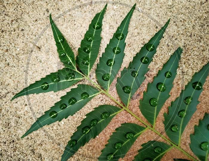 Green Neem Leaf With Water Drops On Gray Ground